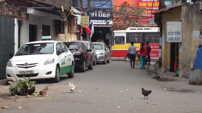 Sau Tết, Hà Nội rộ tiếng gà gáy ảnh 1